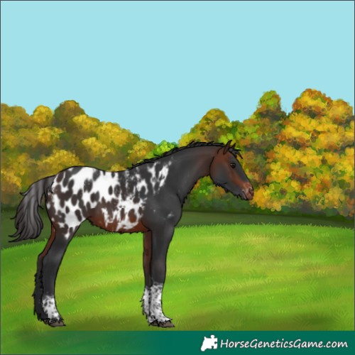 Horse Color:Unknown 
