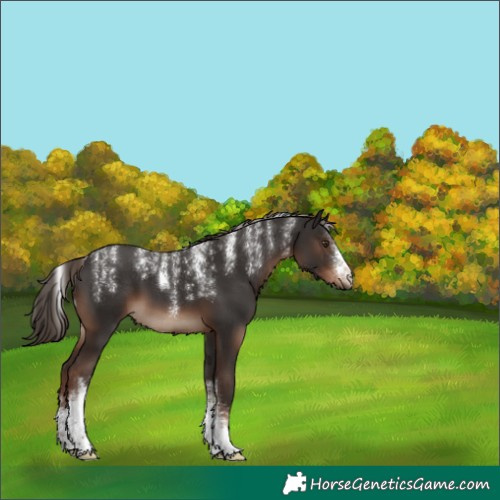 Horse Color:Unknown 