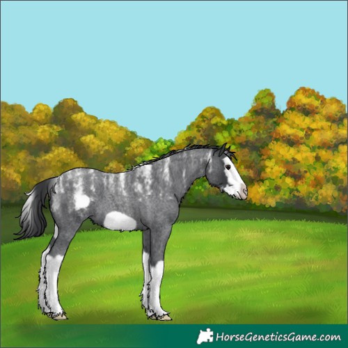 Horse Color:Unknown 