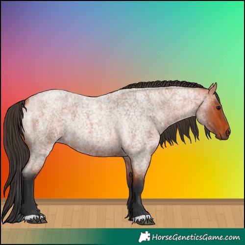 Horse Color:Bay Roan 