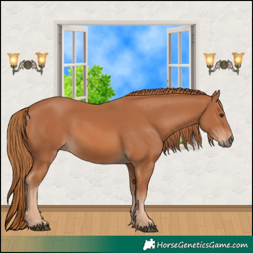 Horse Color:Chestnut 