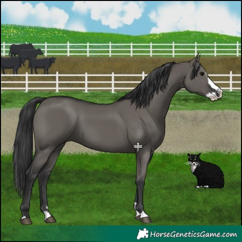 Horse Color:Grullo Splash 