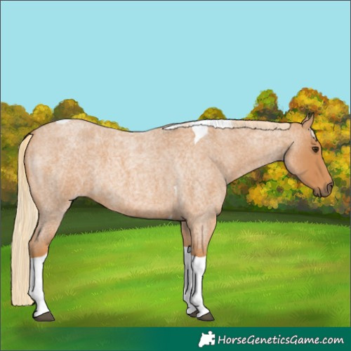 Horse Color:Red Roan Tobiano 