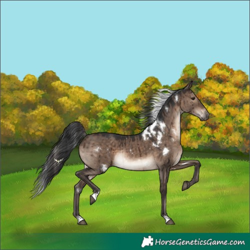 Horse Color:White Spotted Brown Dun Rabicano Brindle 