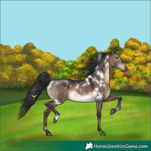 Horse Color:White Spotted Brown Dun Rabicano