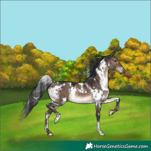 Horse Color:White Spotted Brown Dun Rabicano Brindle