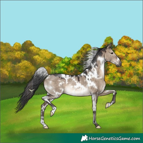 Horse Color:White Spotted Brown Dun Rabicano 