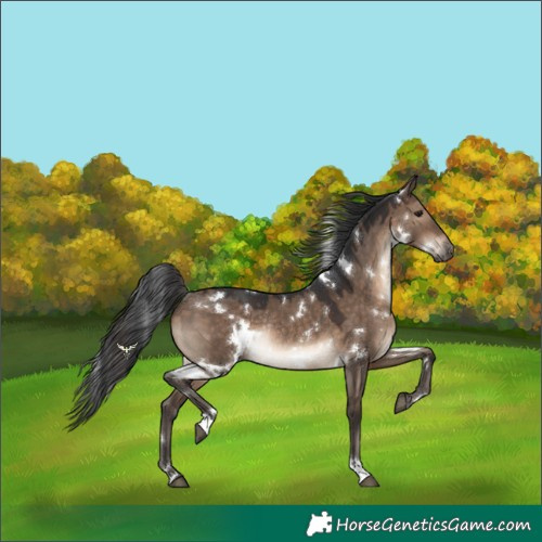 Horse Color:White Spotted Brown Dun Rabicano