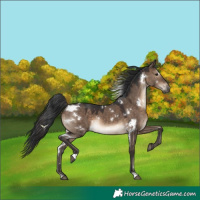 Horse Color:White Spotted Brown Dun Rabicano 
