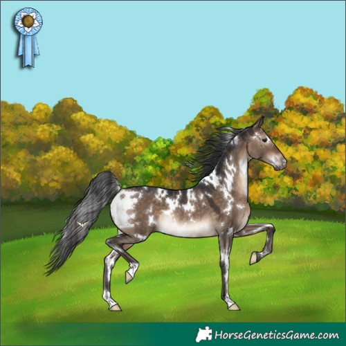 Horse Color:White Spotted Brown Dun Rabicano
