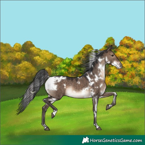 Horse Color:White Spotted Brown Dun Rabicano 