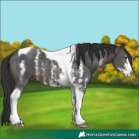Horse Color:Bay Sabino Tobiano 