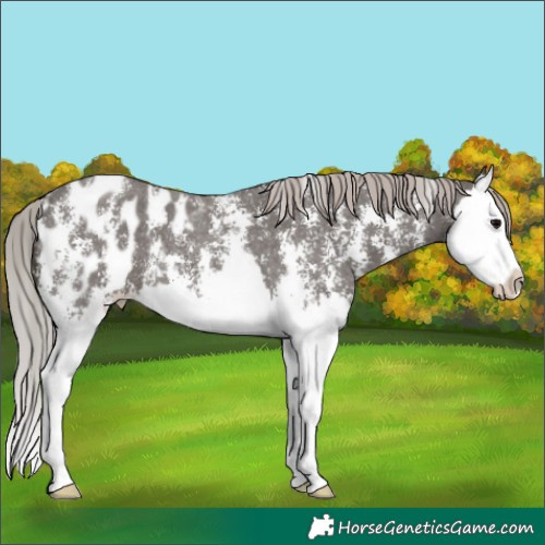Horse Color:Silver Black Sabino Splash Appaloosa 