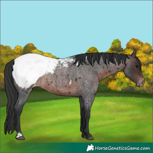 Horse Color:Brown Roan Appaloosa Rabicano