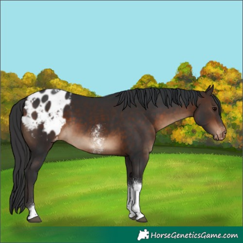 Horse Color:Bay Sabino Tobiano Appaloosa 