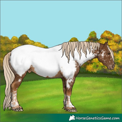 Horse Color:Chocolate Palomino Tobiano Appaloosa