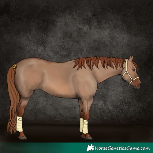 Horse Color:Red Dun