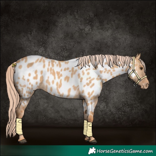 Horse Color:Red Dun Near Leopard 