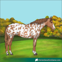 Horse Color:Chestnut Near Leopard
