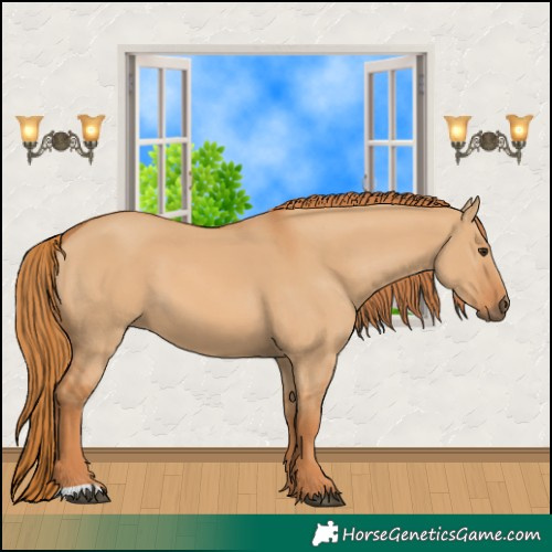Horse Color:Red Dun 