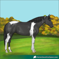 Horse Color:Black Tobiano