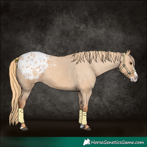 Horse Color:Red Dun Splash Blanket