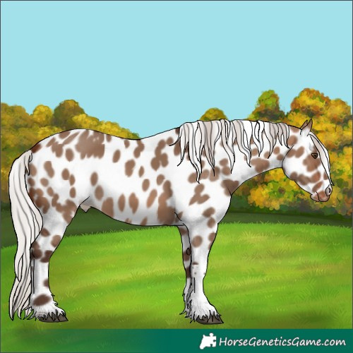 Horse Color:Silver Brown Dun Tobiano Skewed LP Spotted 