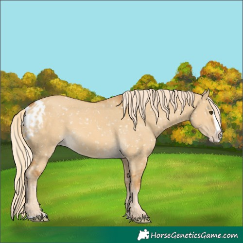 Horse Color:Palomino Dun Splash Skewed Appaloosa 