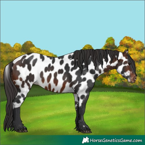 Horse Color:Brown Skewed Appaloosa 