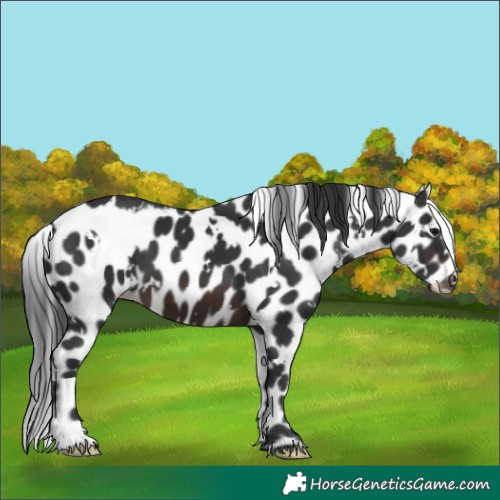 Horse Color:White Spotted Brown Skewed Appaloosa 