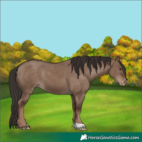 Horse Color:Liver Red Dun Skewed LP Spotted 