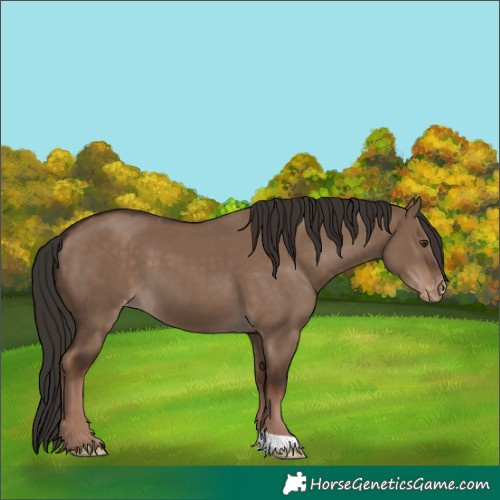 Horse Color:Liver Red Dun Skewed Appaloosa 