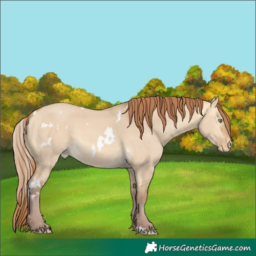 Horse Color:White Spotted Chocolate Amber Cream Champagne Dun Skewed Appaloosa