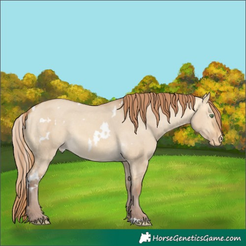 Horse Color:White Spotted Chocolate Amber Cream Champagne Dun Skewed LP Spotted 