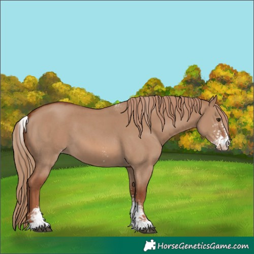Horse Color:Red Dun Sabino Skewed Appaloosa