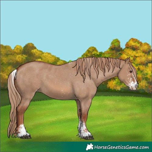 Horse Color:Red Dun Sabino Skewed LP Spotted