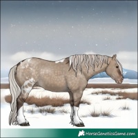 Horse Color:Silver Bay Dun Tobiano Skewed Appaloosa Rabicano 