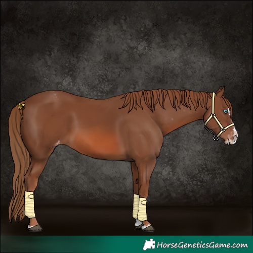 Horse Color:Chestnut Splash Appaloosa