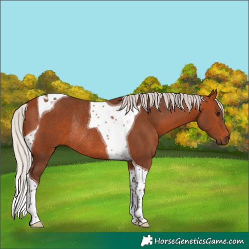 Horse Color:Unknown 
