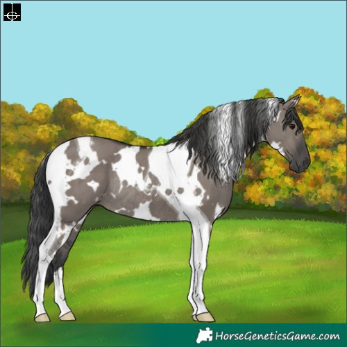 Horse Color:White Spotted Grullo Tobiano Rabicano 