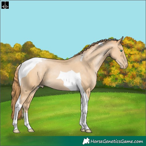 Horse Color:Smoky Black Pearl Tobiano
