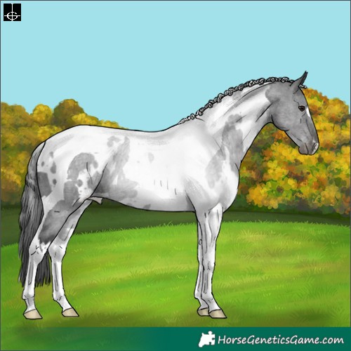 Horse Color:White Spotted Black Tobiano 