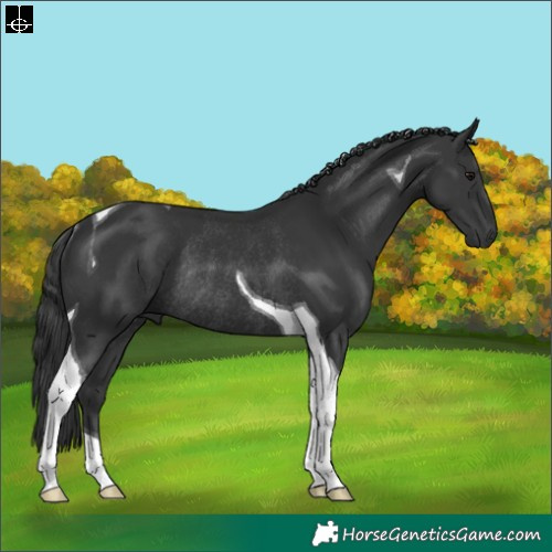 Horse Color:Black Tobiano Rabicano