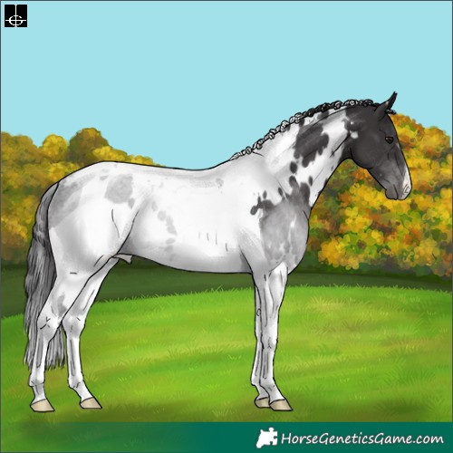 Horse Color:White Spotted Smoky Black Tobiano Rabicano