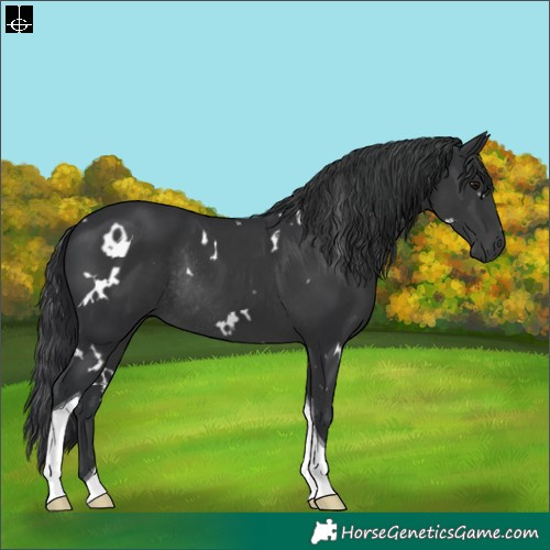Horse Color:White Spotted Black Tobiano Rabicano