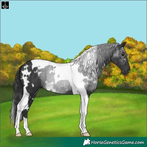 Horse Color:White Spotted Black Tobiano Rabicano