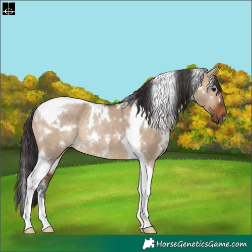 Horse Color:White Spotted Brown Dun Tobiano Rabicano 