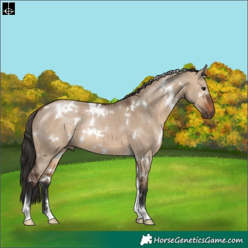 Horse Color:White Spotted Brown Dun Tobiano 
