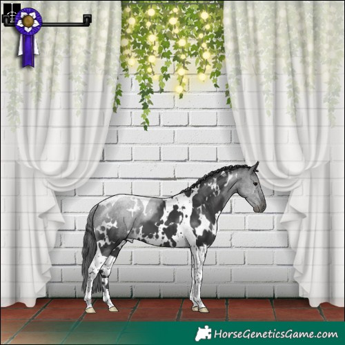 Horse Color:White Spotted Black Tobiano 