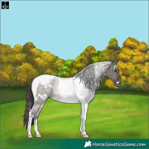 Horse Color:White Spotted Grullo Tobiano Appaloosa 